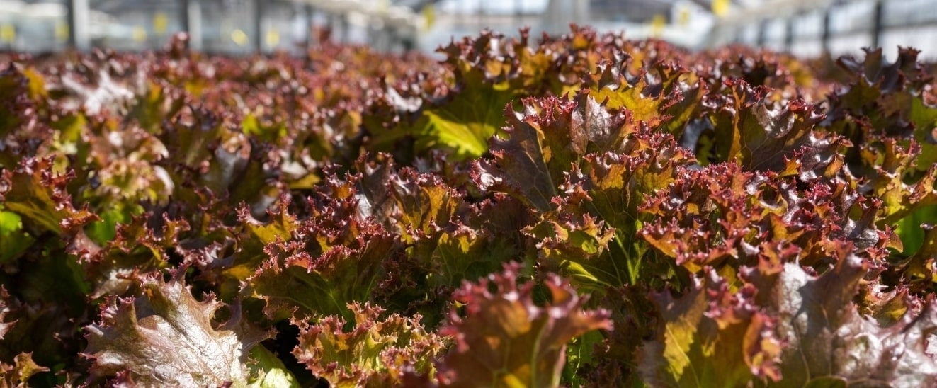 光秀レタスの風景