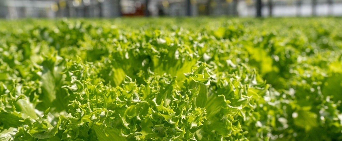 信長レタスの風景１