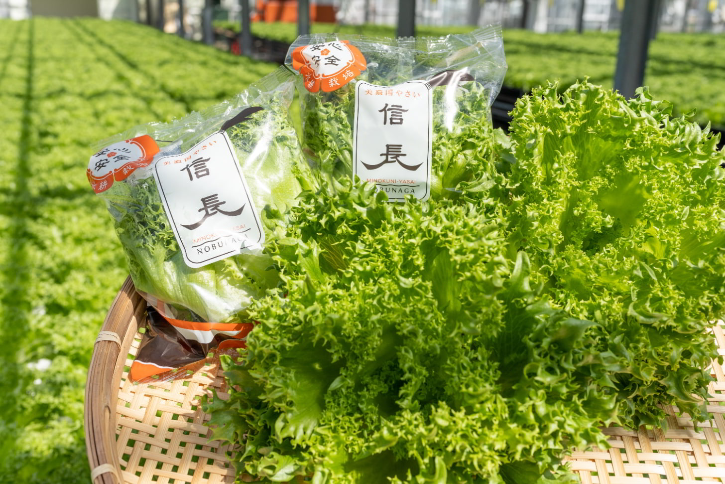 美濃国やさい(背景あり）