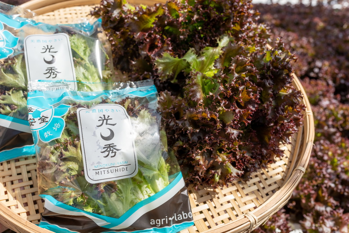 美濃国やさい（背景なし）