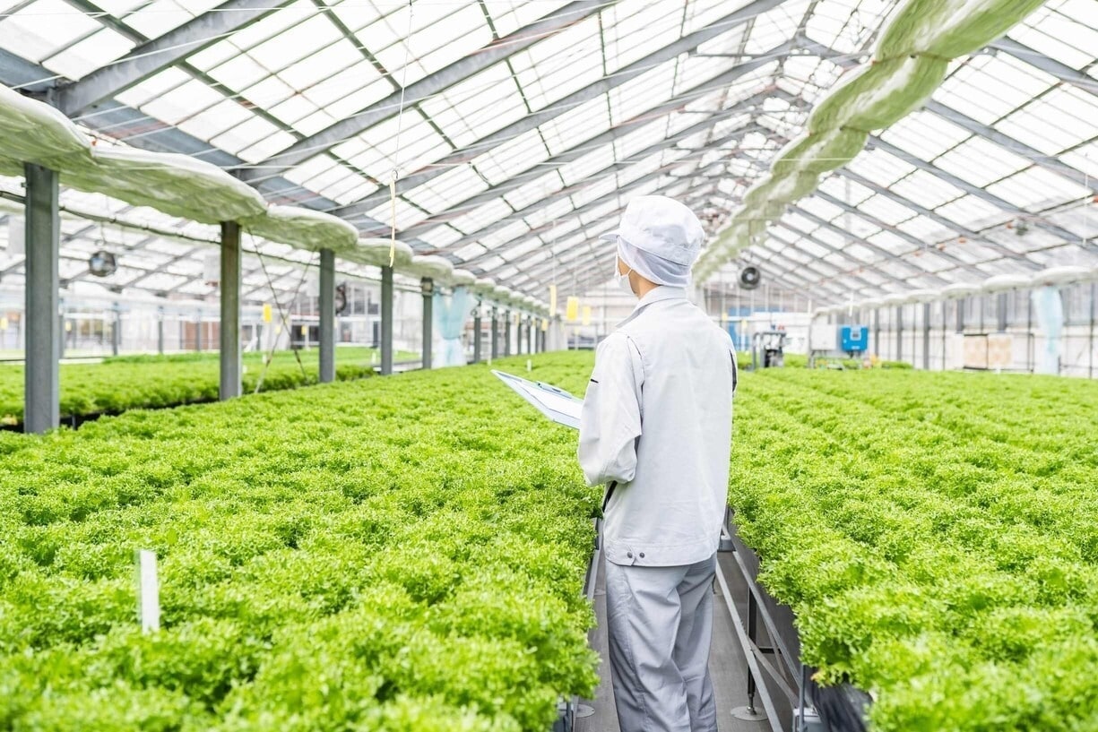 レタスの発育状況を観察