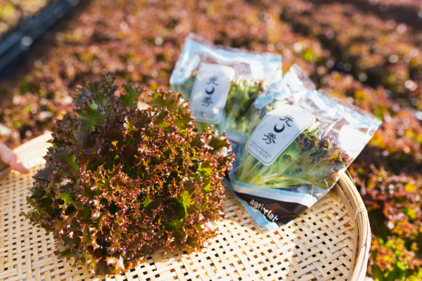 光秀レタス盛り付け２