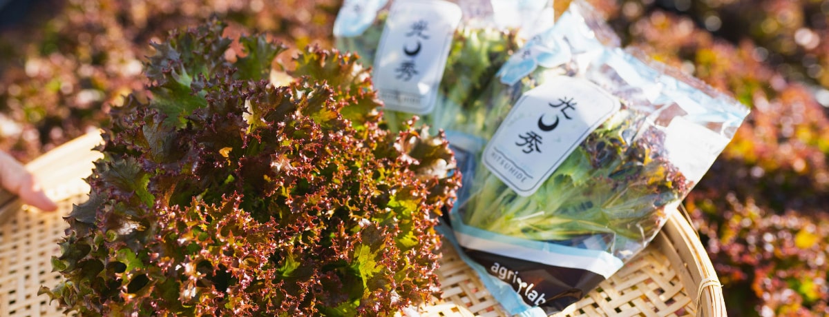 光秀レタス盛り付け１