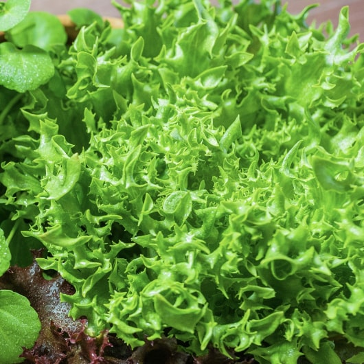 信長レタス盛り付け