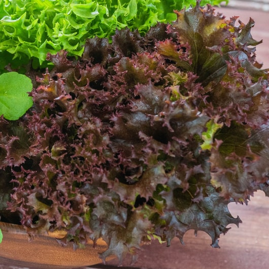 光秀レタス盛り合わせ