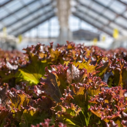 光秀レタスの風景２