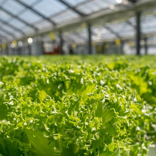 信長レタスの風景２