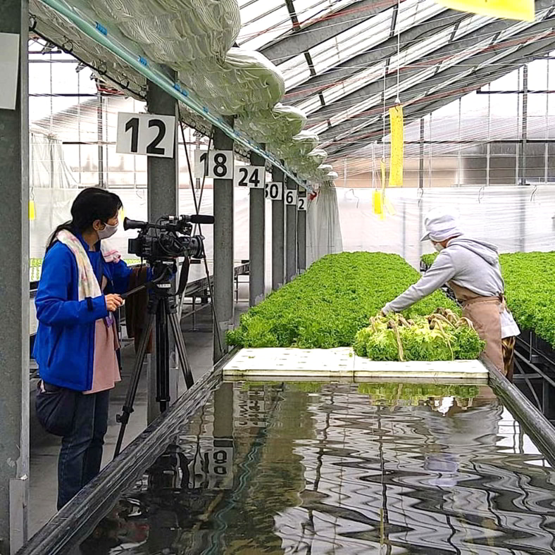 信長レタス盛り付け