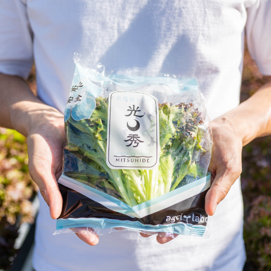 手でもった光秀レタス