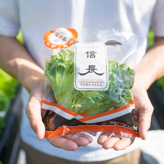 手で持った信長レタス