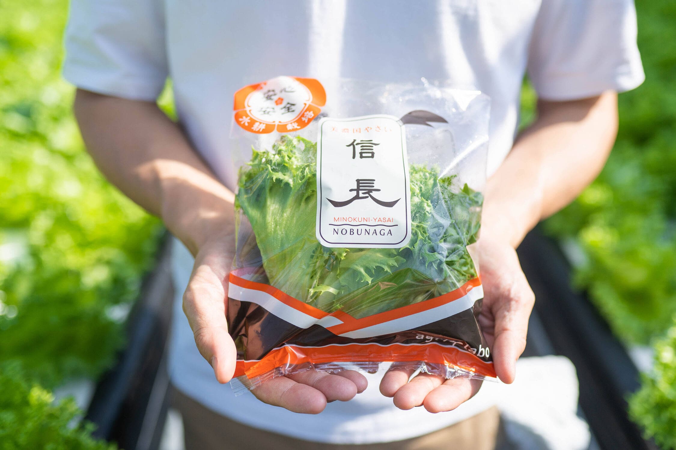 手でもった信長レタス