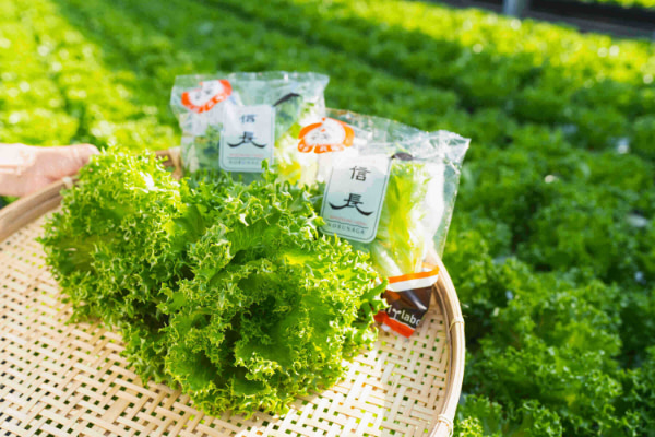 信長レタス盛り合わせ２