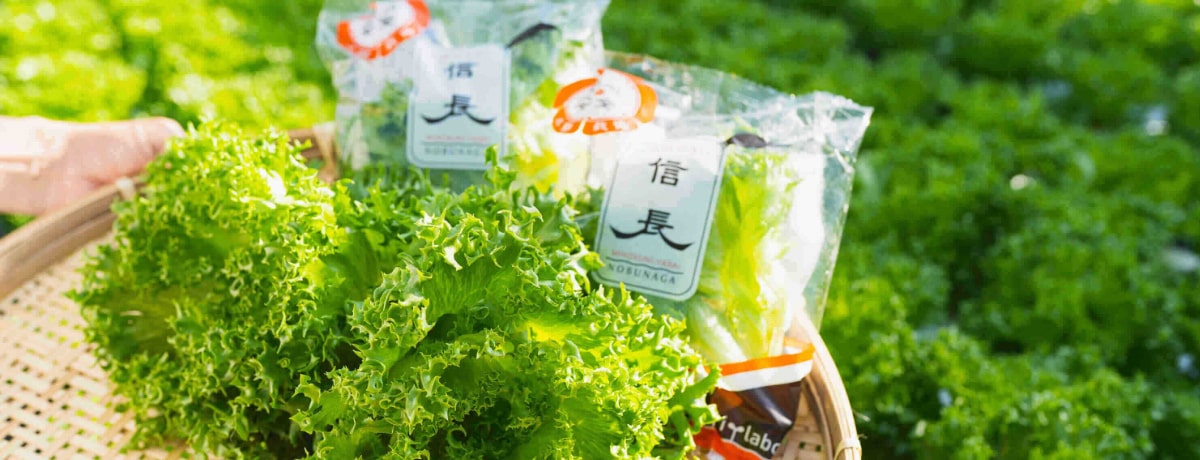 信長レタス盛り合わせ１